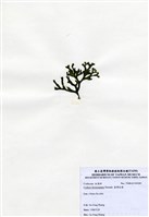 藏品(臺灣松藻)的圖片